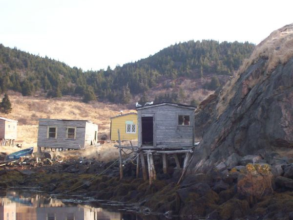 613: Seagulls on a stage at Red Island harbour. (2003) [courtesy of Stephen Mulrooney]